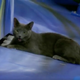 Illustration for article titled Adventurous Cat Runs Onto Marlins Field, Gets Stuck In Home-Run Statue